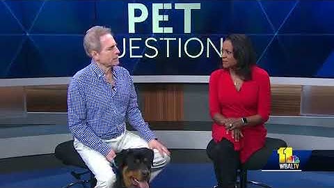 Pet Questions: Treating a dog