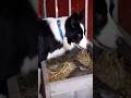 Genius Border Collie Saves Mother Rabbit from a Fox #viralvideo #viral #trending #love