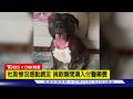 【CNN精選】不成狗形! 比特犬滿臉插滿豪豬刺 網友捐助天價醫藥費｜TVBS新聞 @TVBSNEWS01