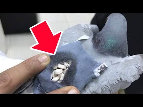 Video: They Discover A Dove With Drugs