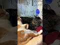 The Most Wholesome Cat Cafe In Japan