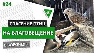 АЗЖnews: Спасение птиц на Благовещение в Воронеже