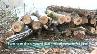Obnovní těžba v oblasti lesoparku Pod Lipou
