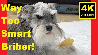 Way Too Smart Schnauzer Bribes For A Chew  Miniature Schnauzer Brothers