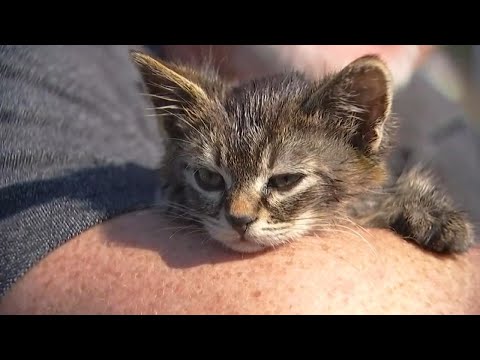 5-Week-Old Kitten Named 'Sticky' Found Glued to Busy Oregon Road