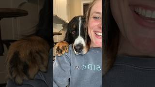 Bernese Mountain Dog Is Obsessed With His Owner❤ #cutedog