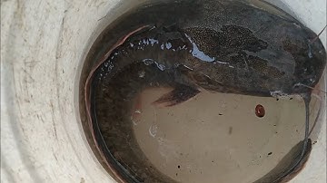 câu cá gặp thủy quái sông cần giuộc /cá trê sông tự nhiên/ giant fishing