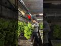 মিশরের বিশাল কলা বাগান | Banana Farming #ytshorts