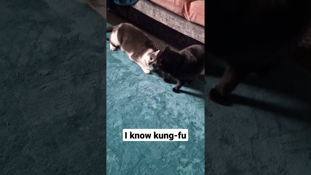 I know kungfu 