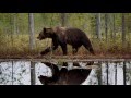 2015-08-11--15 Wolves chasing Bears for food in Kuhmo Finland