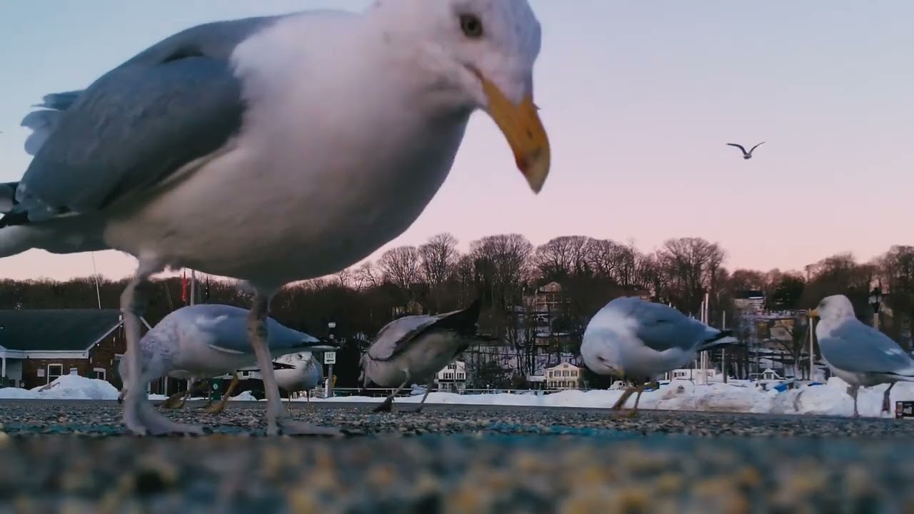 Winter Birds of Port Jefferson Village (NY)