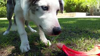 Mr Biscuit - The AMAZING Frisbee Catching Border Collie by Mr Biscuit The Border Collie 70 views 6 years ago 19 seconds