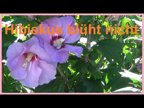 Video: Was zu tun ist, wenn Hibiskusblüten von der Pflanze fallen