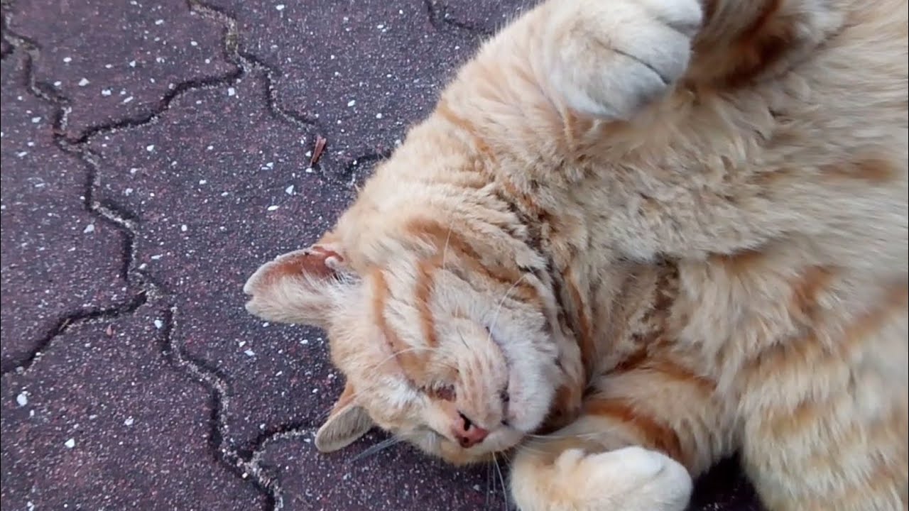 強そうだけど甘えん坊な茶トラ野良猫 Youtube