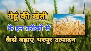 गेहूं की अच्छी खेती के इन तरीकों को जाने||Wheat Farming in India||Fertilizer management in Wheat||