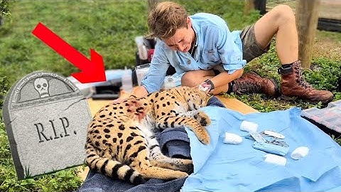 I SAVED MY CATS LIFE ! WHAT HAPPENED ?!