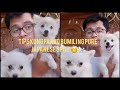 TIPS ON BUYING PURE JAPANESE SPITZ PUPPY の動画、YouTube動画。