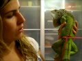 Cómo hacer una correa a nuestra iguana y cómo ponerla