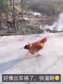 Happy new year! The year of the chicken