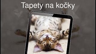 Tapety na kočky 4k screenshot 3