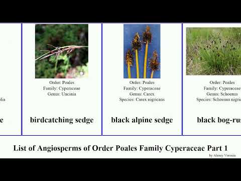 List of Angiosperms of Order Poales Family Cyperaceae Part 1 sedge bulrush bolboschoenus spikerush