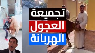 أقوي تجميعة فيديوهات هروب العجول في عيد الأضحي.. ضحك ورعب