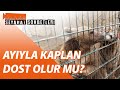 AYIYLA KAPLAN DOST OLUR MU? (Yavru Ayı Büyüyor / İstanbul Çekmeköy Hayvanat Bahçesi)