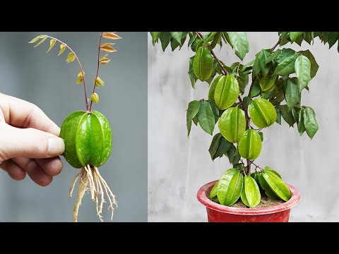 Simple And Easy Tips For Growing Star Fruit With Star Fruit, Anyone Can Do It