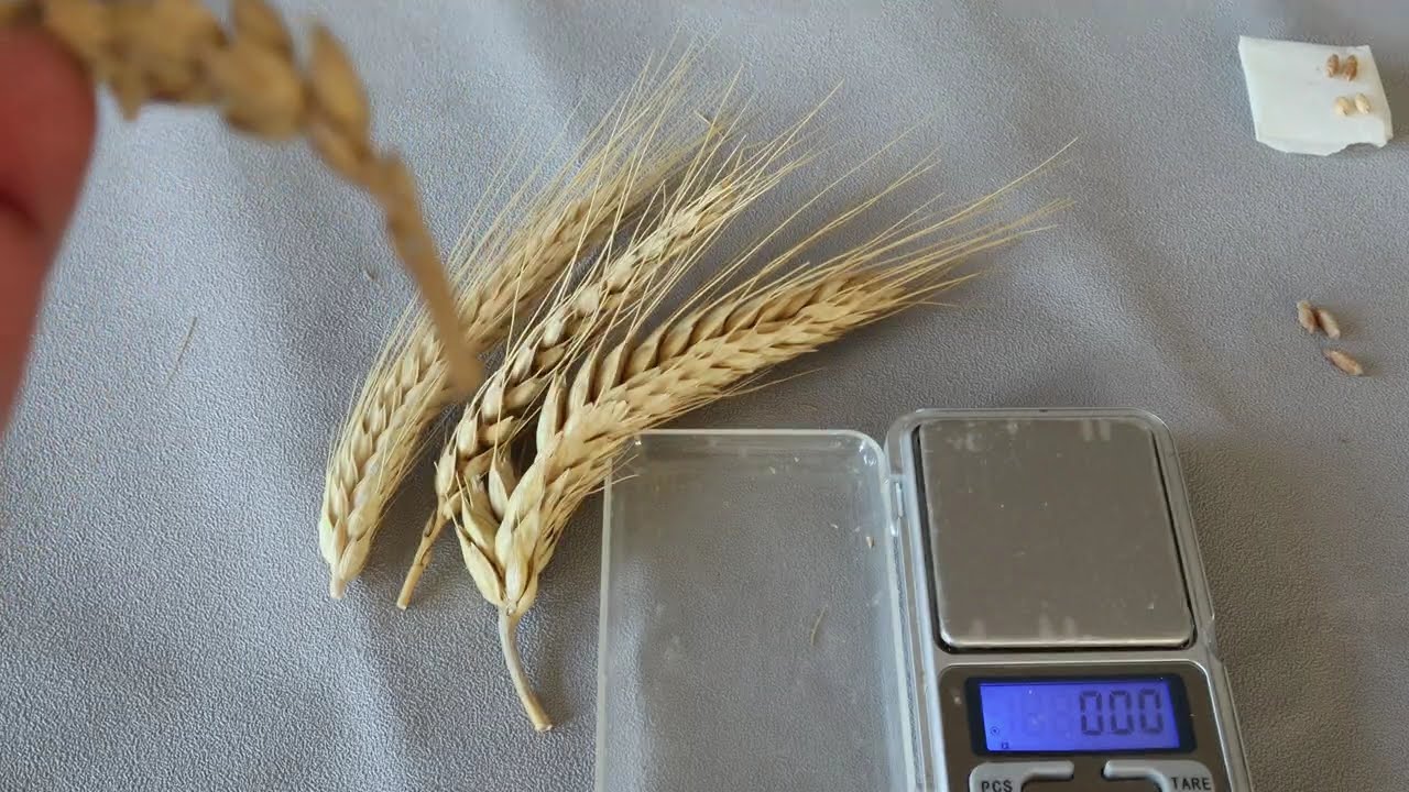 TRİTİKALE -Buğdadan daha məhsuldar, arpadan daha dözümlü taxıl