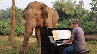 'Moon River' on Piano for Old Bull Elephant