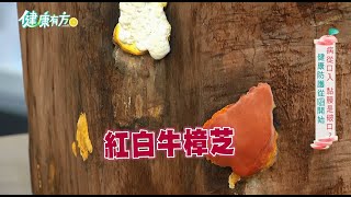 【健康有方完整版】健康防護從喉開始！|20221122| 三立台灣台CH29