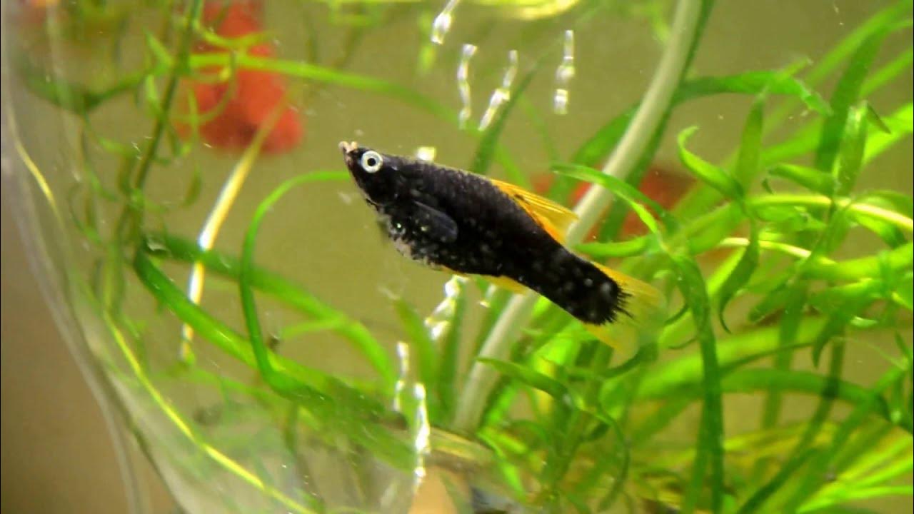 Меченосец ситцевый. Меченосец монтесумы. Красный анциструс супер ред. Рыба меченосец аквариумная. Меченосцы аквариумные рыбки.