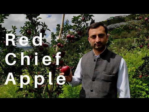 Video: Apple Red Chief: description, planting and care