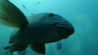Adventures at Fish Rock 340   Spotted Eagle Rays and Blue Gropers