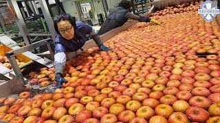 Overwhelming scale! Sorting 2,000 tons per month! Washed apple mass production site / Korea factory