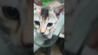 #funny #kitten #video #trending #animallovers