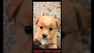 ❤Puppy 1st Bark | Dog Barking | Cute Puppy | Labrador | Labrador puppy #shorts #trending #puppy #dog