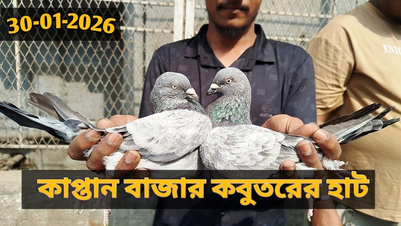 30-01-2026 কাপ্তান বাজার কবুতরের হাট গুলিস্তান ঢাকা | Kaptan Bazar pigeon market price Bd | kobutor 