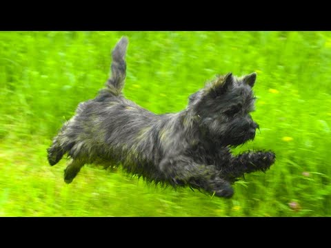 Видео: Что вызывает горячие точки у собак?