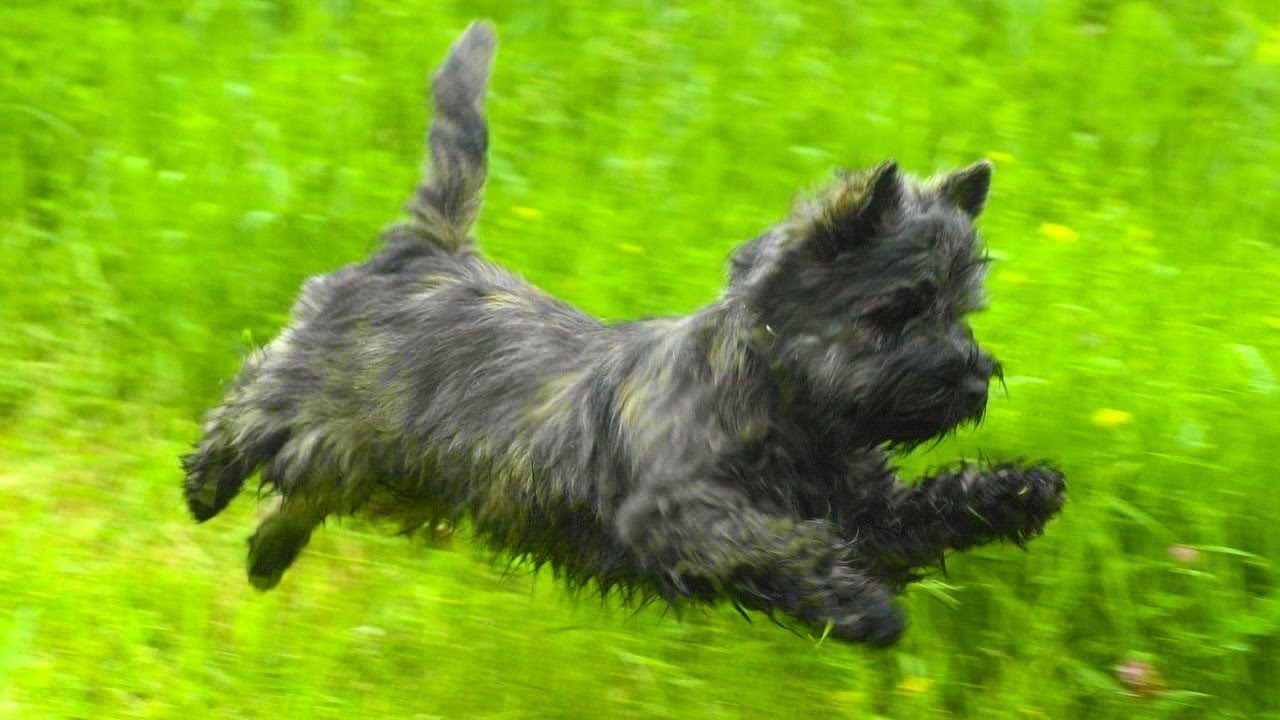 Вести и керн терьеры. Происхождение породы, экстерьер и уход. Собаки от А до Я/DOGS FROM A TO Z