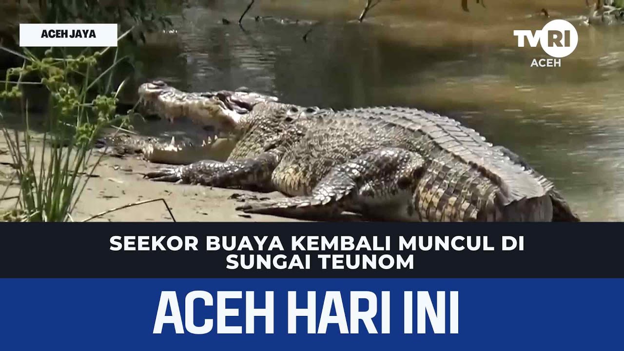 Seekor Buaya Kembali Muncul di Sungai Teunom | Berita Aceh Hari Ini