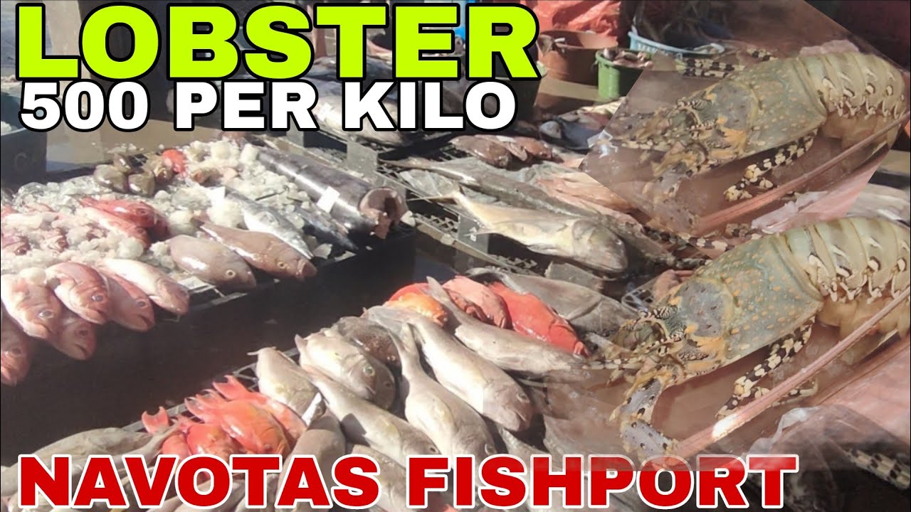 EPS 364 LOBSTER 500 NALANG DAW PER KILO|NAVOTAS FISHPORT