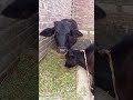 Cute Calf Eating Food 🐄💛#shorts #shortvideo #food#viral #trending #fyp