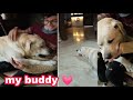 cute and funny labrador | dog lovers | Labrador retriever | we don't deserve dogs🥺 #shorts