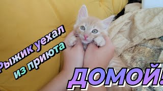 Рыжик поехал в семью!)Прощай приют, здравствуй новая жизнь!