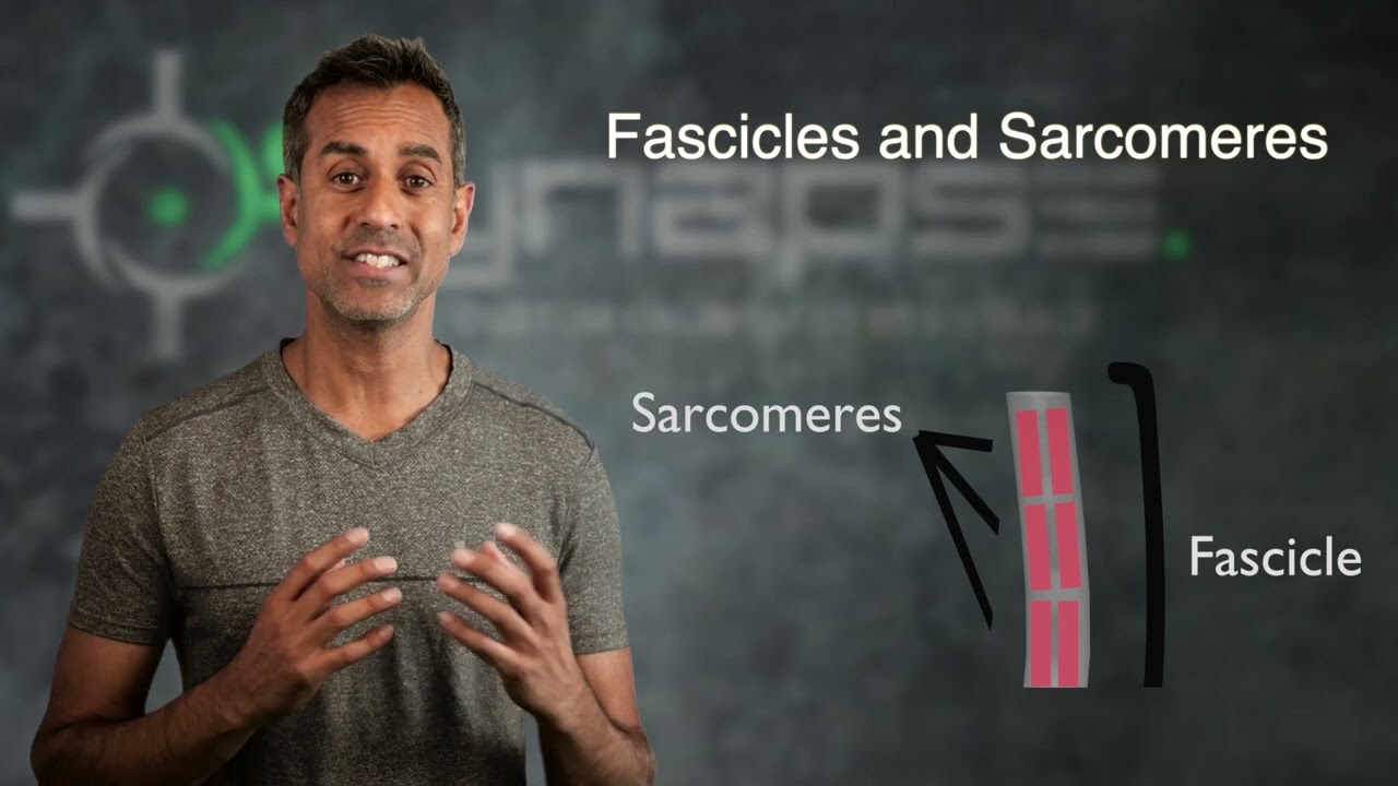 Fascicles and Sarcomeres