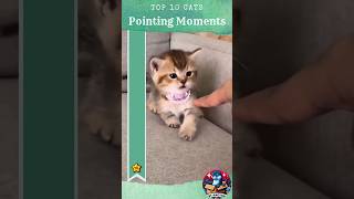 ranking cats pointing moments top 10 #cats