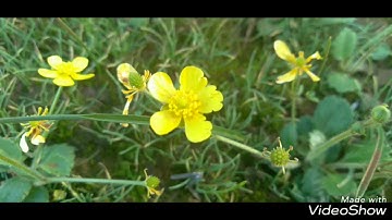 سوره النجم تلاوه عطره في ليبيا المرج