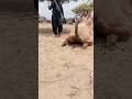المشهد الذي لن تراه كل يوم