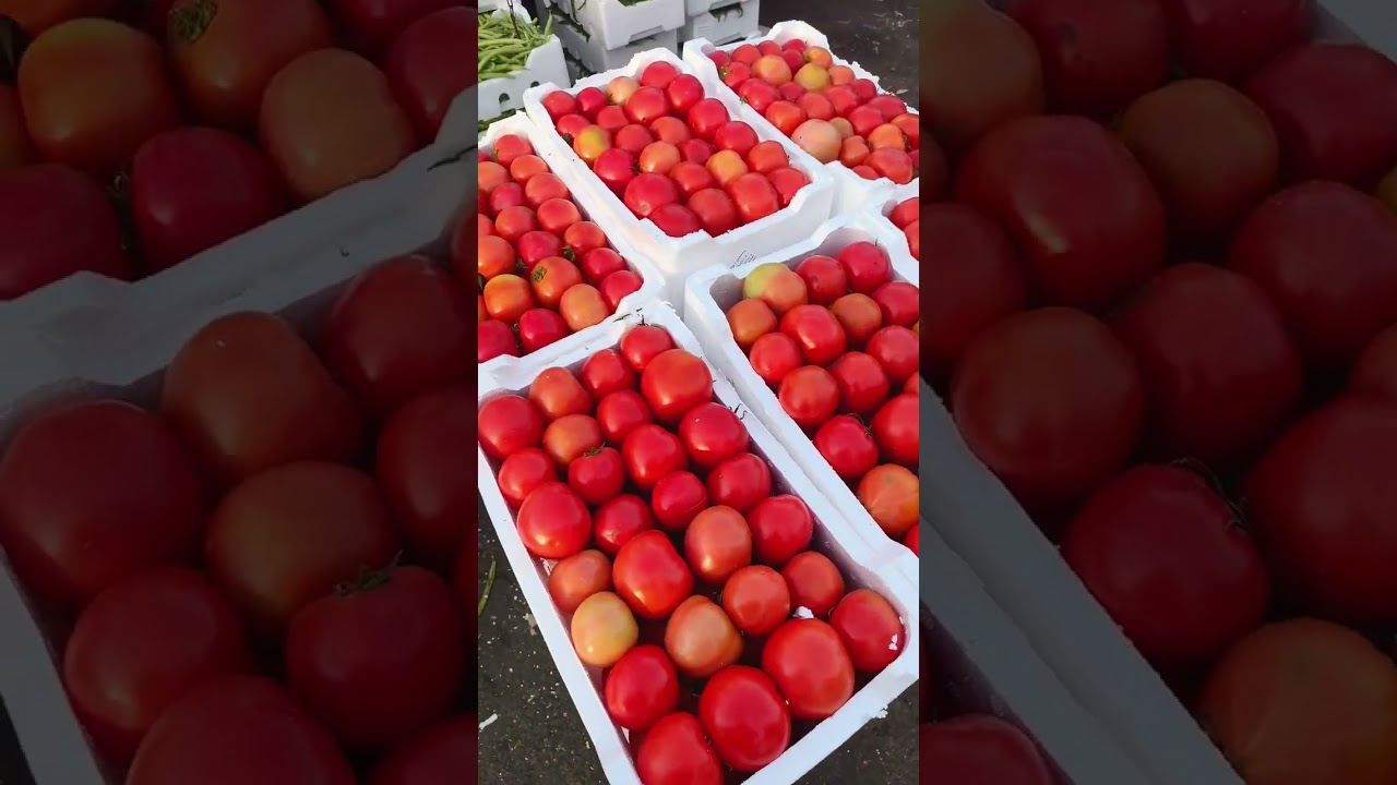 ١٣ فبراير ٢٠٢٦